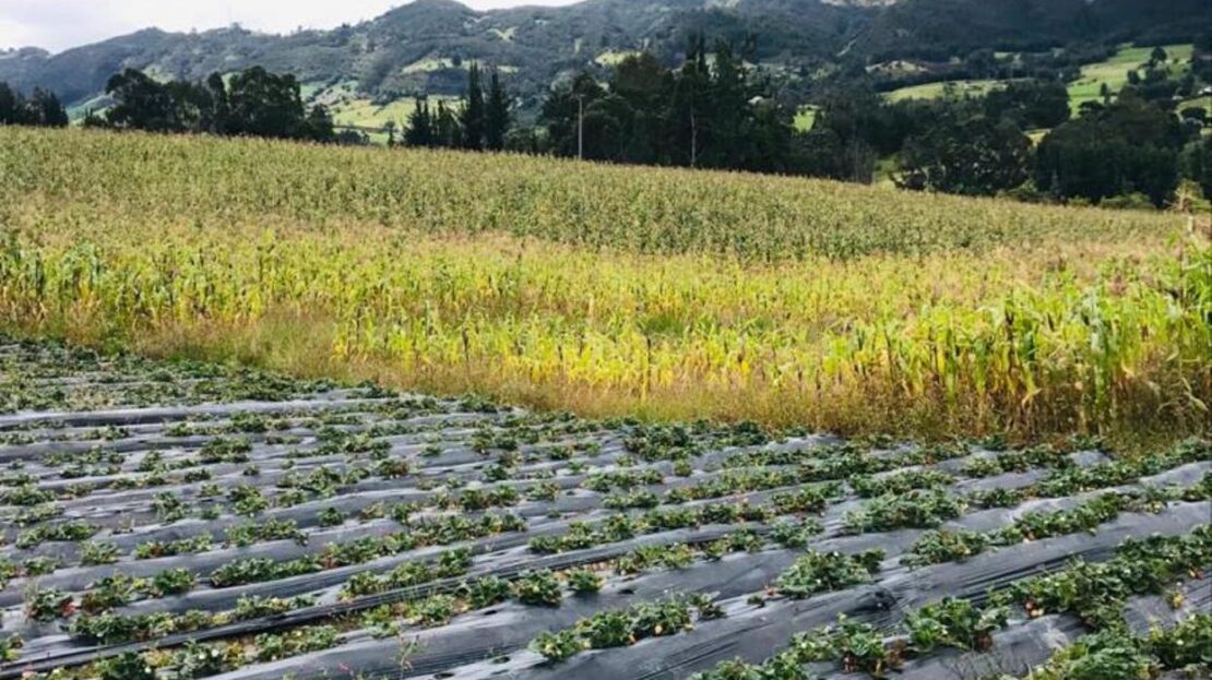 WhatsApp Image 2021 07 09 at 12.53.05 PM 12