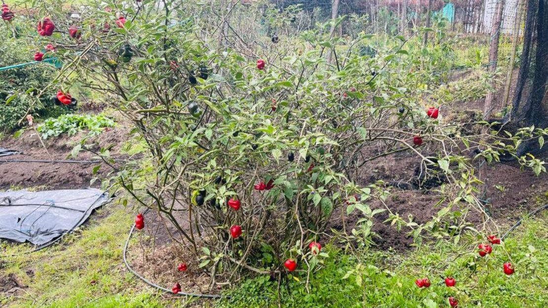 WhatsApp Image 2023 11 10 at 13.35.53 17