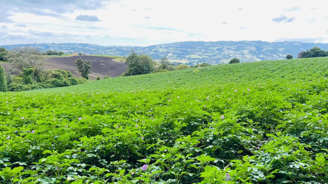 WhatsApp Image 2024 11 15 at 15.43.16 9