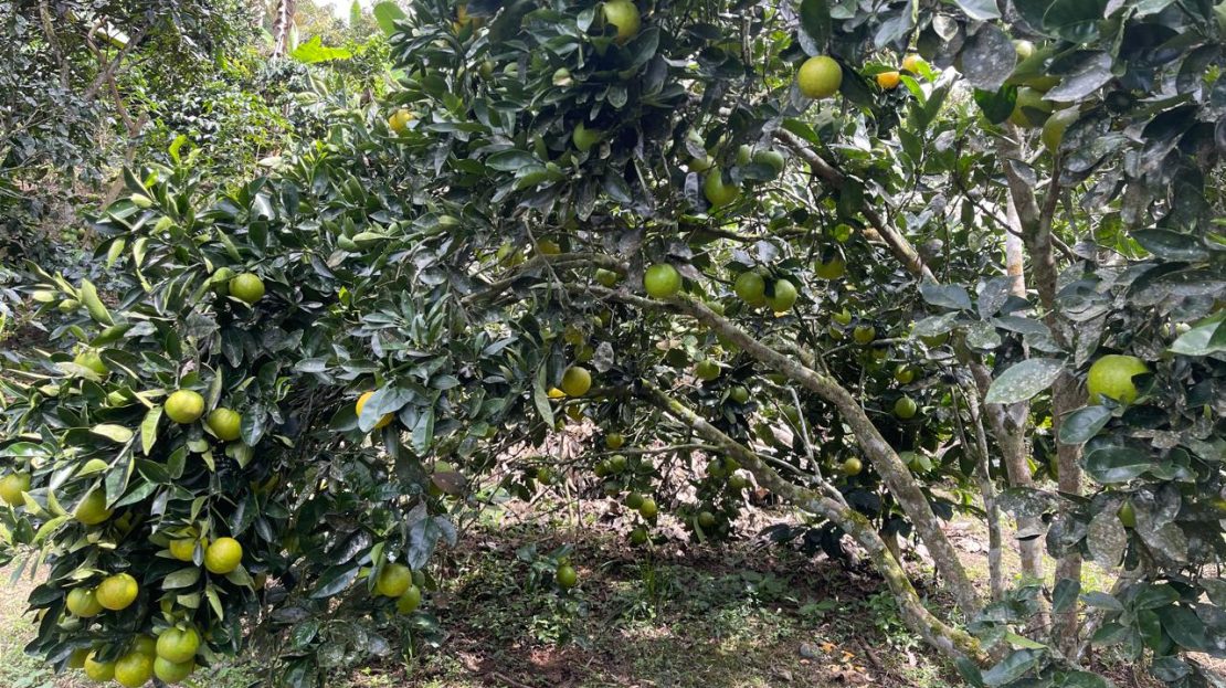 WhatsApp Image 2025 05 15 at 20.41.47 2