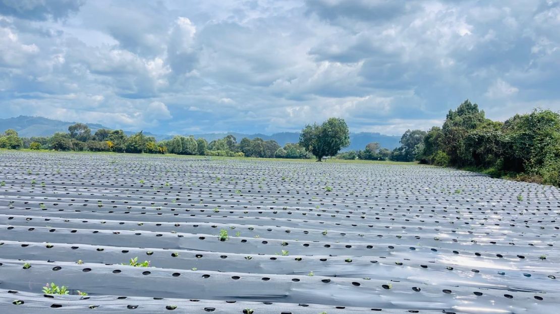 WhatsApp Image 2025 10 16 at 19.38.08